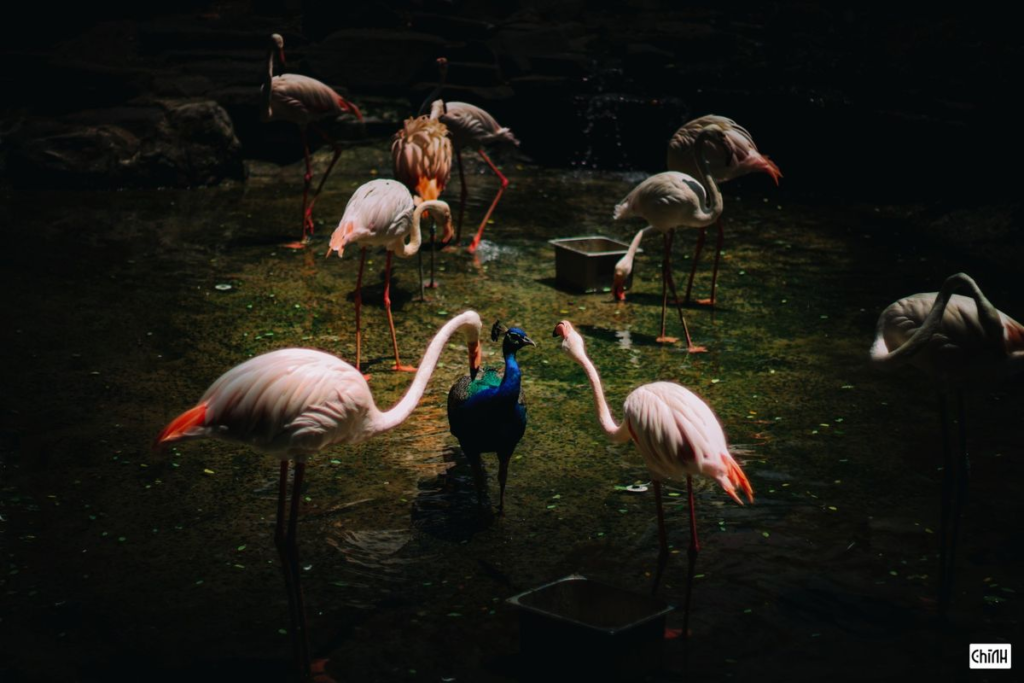 Saigon Zoo and Botanical Gardens