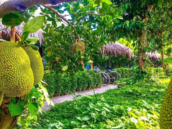  jackfruit - The naturally sweet flavor with a firm, juicy bite that’s easy to enjoy