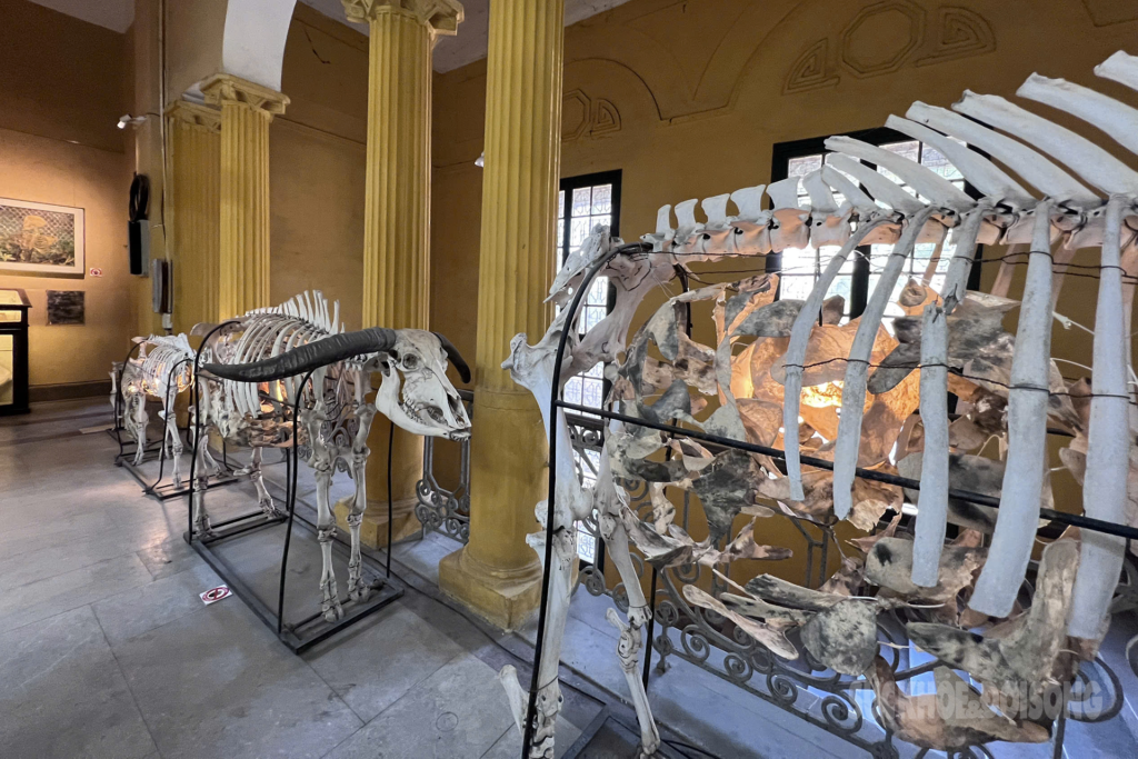 A hidden vintage wonderland for science lovers in Hanoi. This place holds thousands of incredible animal and plant specimens, dating back over a century.