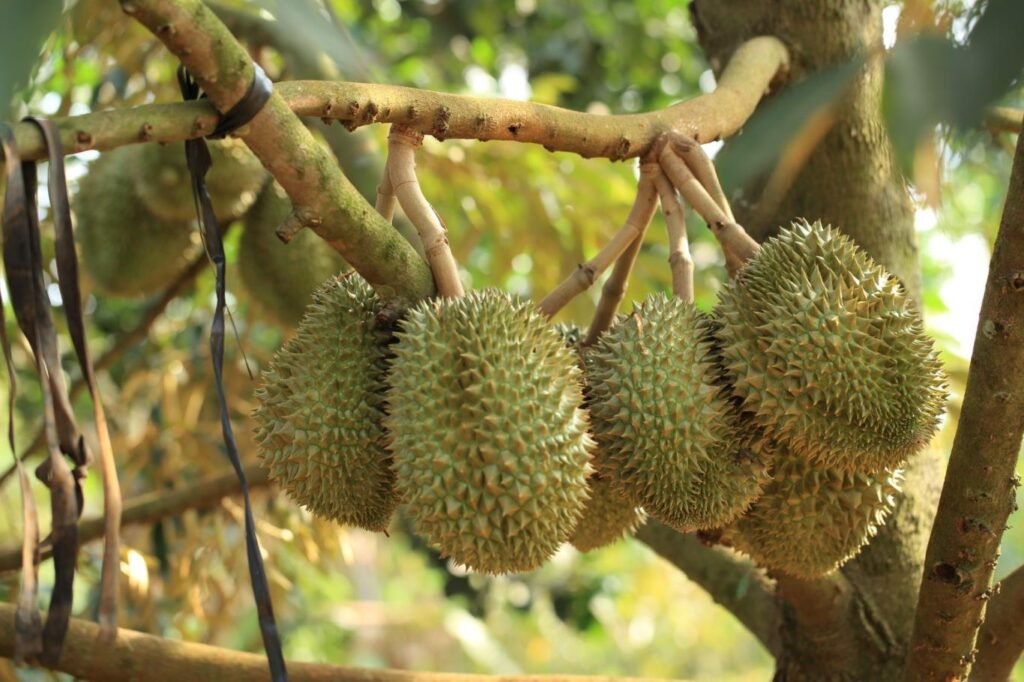 Durian stands out with its strong aroma and rich, creamy texture a must-try for adventurous travelers looking to taste something truly local
