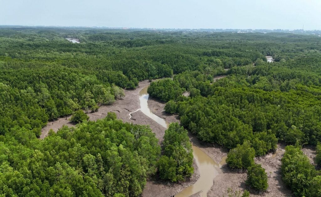 The peaceful roads leading through Can Gio's UNESCO-recognized mangrove forest offer a refreshing escape from the city and showcase one of southern Vietnam's most unique ecosystems.