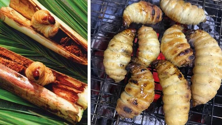 Traditionally, the worms are served alive in fish sauce, though some restaurants now prepare them fried, grilled, or roasted to make them more approachable for tourists