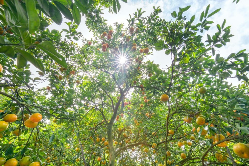 The combination of these factors creates ideal conditions for cultivating fruits that are naturally sweet, juicy, and aromatic.