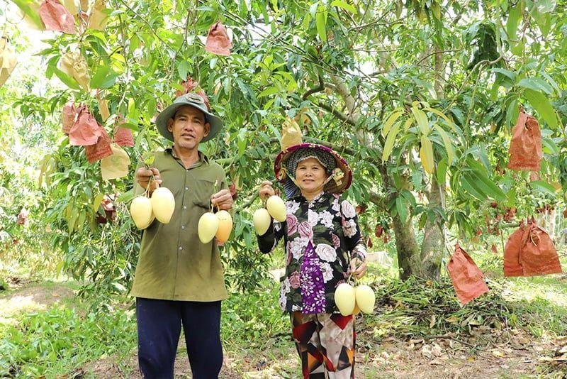 In the Mekong Delta, the situation is completely different. Farmers often harvest fruits only hours before they are sold or served. 