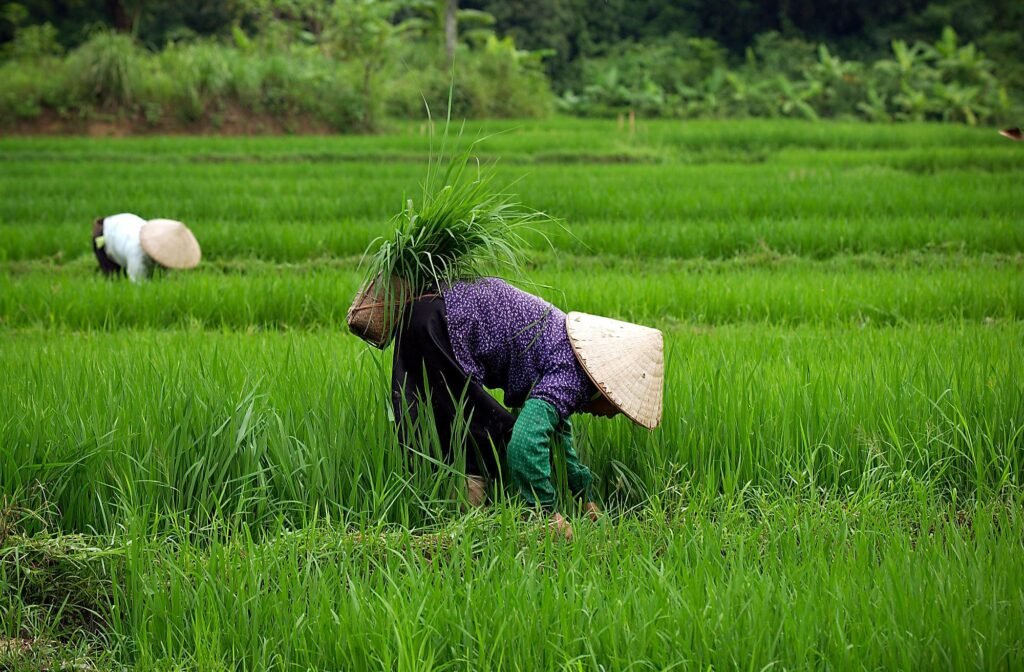 Farmers working in rice fields that sustain the region.