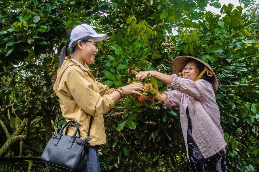Lush tropical fruit orchards that define the Mekong Delta landscape.